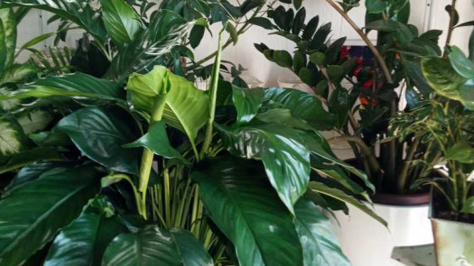 Established Flower Shop in Bergen County