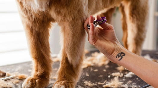 Popular Pet Spa & Grooming Service