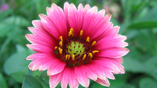 25+ Year Floral & Gift Co. - $205,000 Cash Flow