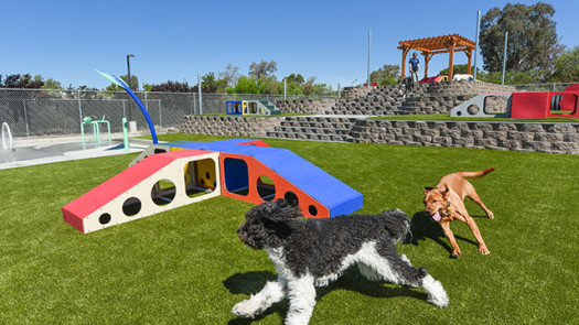 Thriving Pet-Resort Offering Premium Boarding