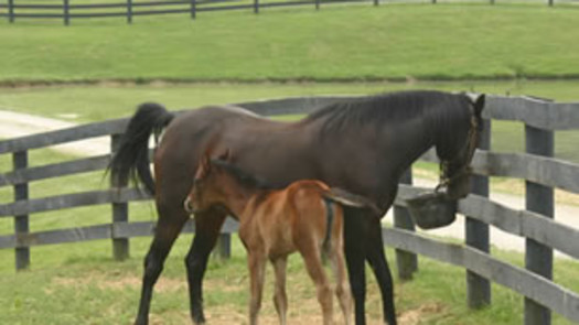 Profitable Vocational School/SEVIS/Accreditation