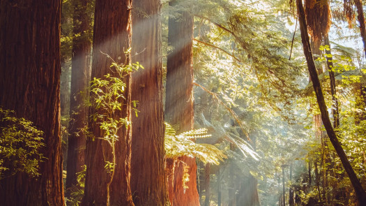 Modern Veterinary Hospital in Humboldt County, CA