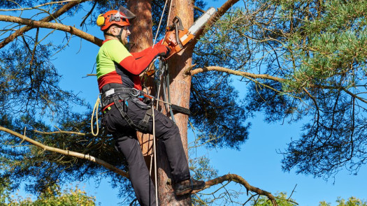 Tree Service Franchise