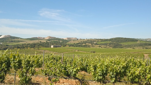 Farm 145Ha with Vineyard of 30Ha in Portugal