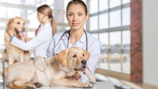 Growing Veterinary Services