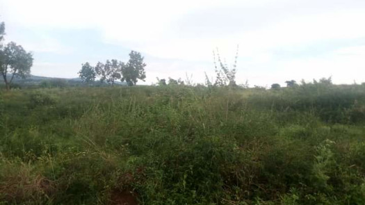 1000 Acres / 1.5 Square Mile In Kyankwanzi District