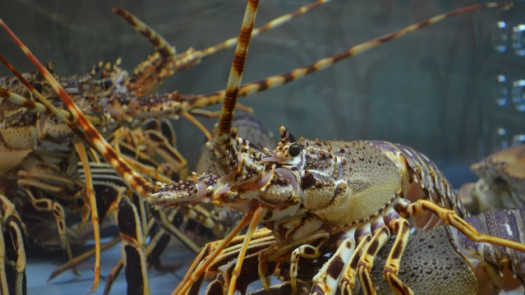 Longstanding Live Lobster Plant