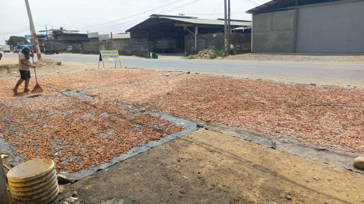 Cacao Beans for Export top quality