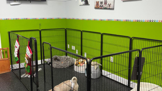 Profitable Pet Grooming Business With Mobile Truck