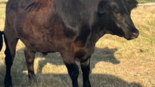 Large Beef Supplier Seeking U.S./Int'l Markets