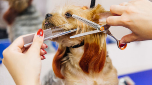 Established Pet Grooming Salon in Hudson Valley