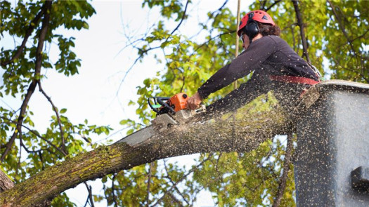 Trusted Tree Service Provider