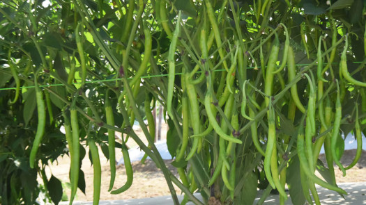 Premium Rani Marcha  (Green Chili)