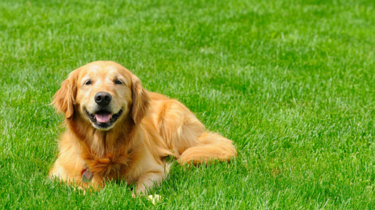 Established Organic Lawn Care & Pest Control