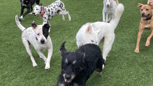 Unique Dog Care Establishment