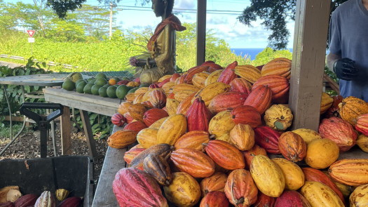 Self Sustainable Tropical Estate & Cacao Farm