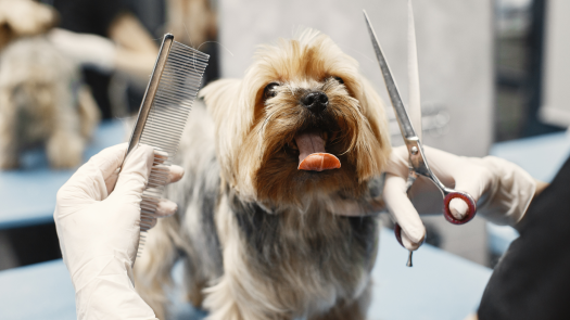 Profitable, Fully Equipped Pet Grooming Business
