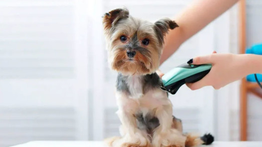 Dog Grooming With Consistent Growth