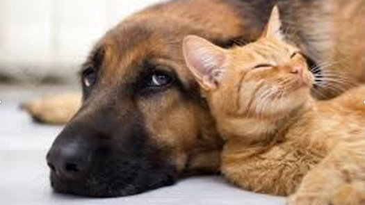 Successful, Profitable Seattle Pet Supply Grooming