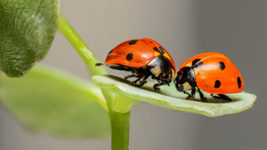Smart AgTech SaaS for Weeds, Insect & Crop Monitor