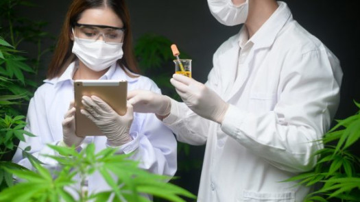 Easy Access to Specialized Cannabis Business Loans