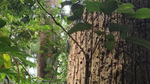 100ha of Prime Timber Logging Concession