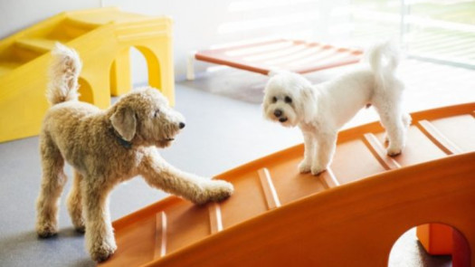 Turnkey Pet Resort: Absentee-owned & Highly Rated