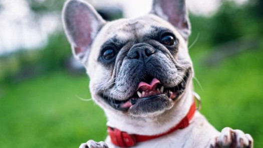 Calling All Dog Lovers Of South Charlotte