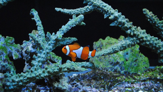 Exotic Fish and Pet Store - 29 Year History