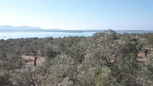 20,000 m² Olive Land / Türkiye/ İzmir