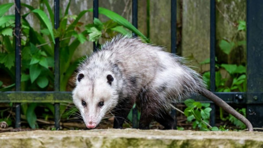 Wildlife and Pest Control Service Business