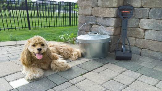 Pet Waste Removal Business