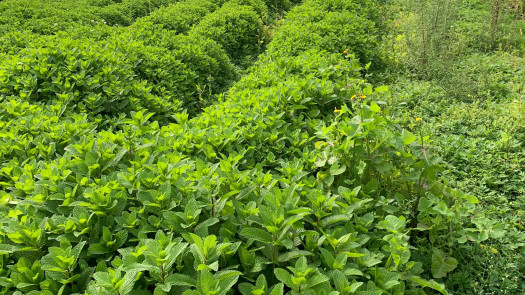 Organic Farm For Sale in Colombia