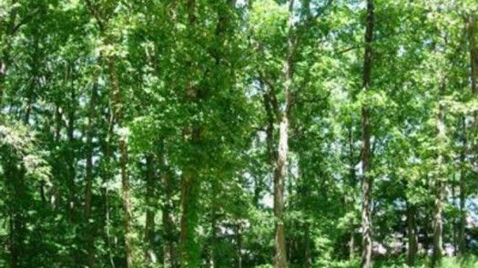 Lot in the Beautiful Raintree Plantation Community
