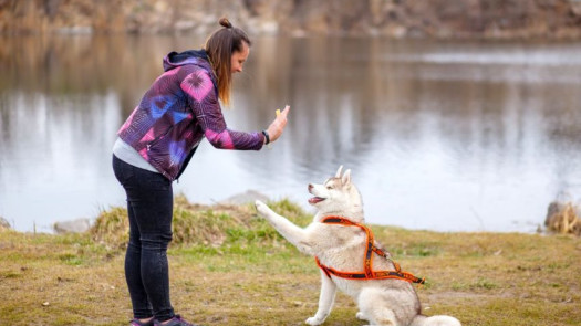 Pet Boarding: 50+ Capacity in Central Nebraska