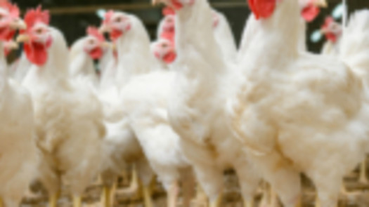 Profitable Poultry Business
