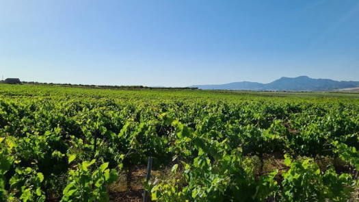 Spain: 173 hectare Vineyard in DO Cariñena