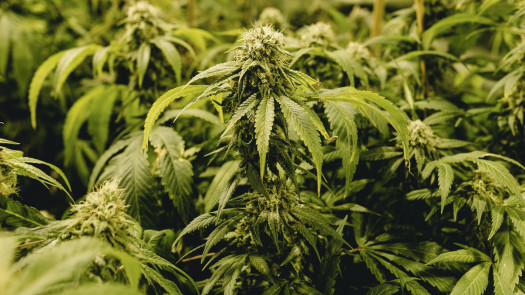 Profitable, Vertically-Licensed NY Cannabis Co.