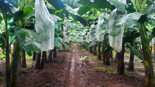 Banana Plantation for Sale in Ecuador