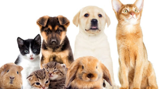 Profitable Multi-Location Pet Stores for Sale in Eastern Ontario