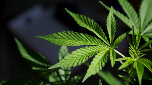 East Coast Cannabis Operation Seeks $5M Investment