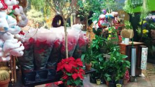 Profitable Florist for Sale in Queens County, NY