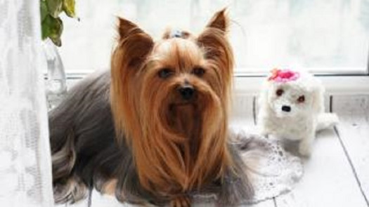Busy Pet Grooming Business in Bergen County, NJ