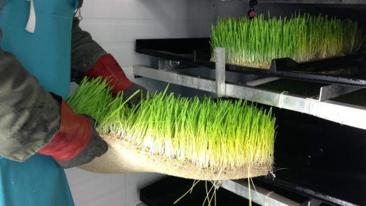 Acquire  Farmory and Reap the Harvest