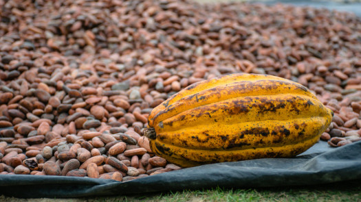 Receivable Finance For Spanish Cocoa Trader