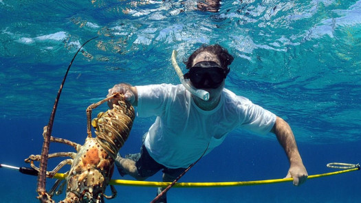 Caribbean Commercial Fishery Export Seeking Invest