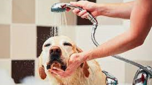 Local Pet Grooming Salon for Sale in AL