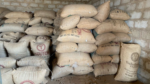 Raw Dried Cashews - Less than 10%MC