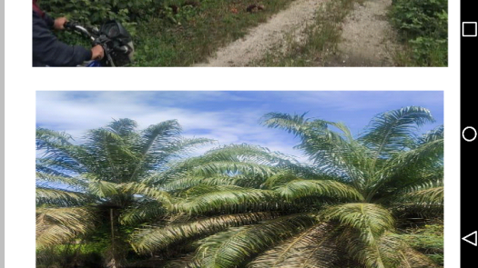 For sale Palm Oil Plantation + Palm Oil Factory
