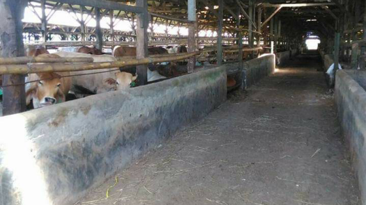 Cows Cattle Farms 14.6 Hec For Sale USD 6 Millions